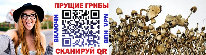 Купить где  Светогорск  Галлюциногенные грибы прущие грибы 